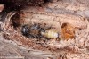 kozlíček mramorový (Brouci), Saperda scalaris scalaris, Cerambycidae, Saperdini (Coleoptera)